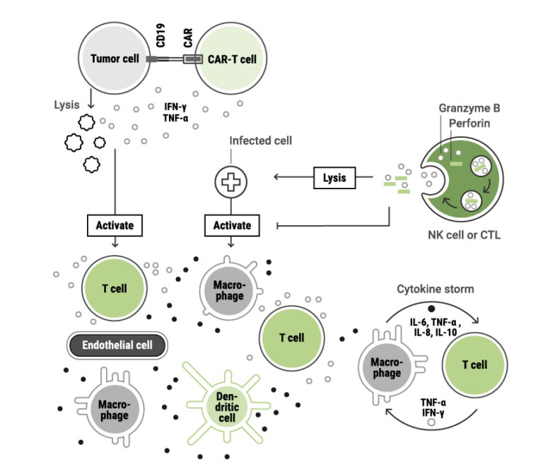 Schematic diagram illustrating immune-mediated cytotoxicity and cytokine release as key mechanisms of immunotoxicity. CAR-T cells, natural killer (NK) cells, and macrophages recognize and lyse target cells, releasing cytokines that activate additional innate and adaptive immune pathways, contributing to cytokine storm and therapy-related immune toxicities.