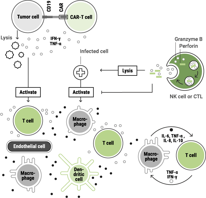 Schematic illustration of immunogenicity: immune cells such as T cells, macrophages, dendritic cells, and NK cells interact with target cells, leading to immune activation and the recognition and elimination of foreign or abnormal cells.