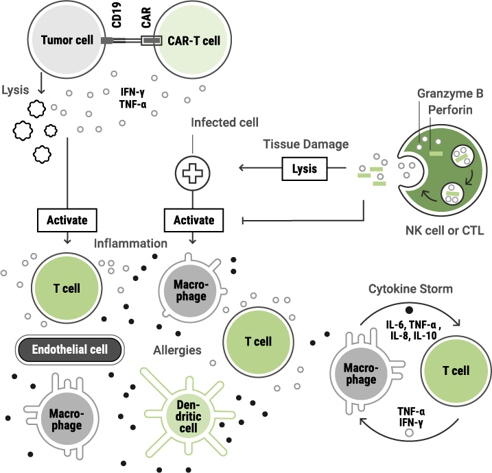 Schematic illustration of immunotoxicity showing CAR-T cell–mediated recognition and tumor cell lysis, T cell–driven immune activation, and NK cell–mediated granzyme release, followed by dysregulated immune responses leading to inflammation, allergy, tissue damage, and cytokine storm.